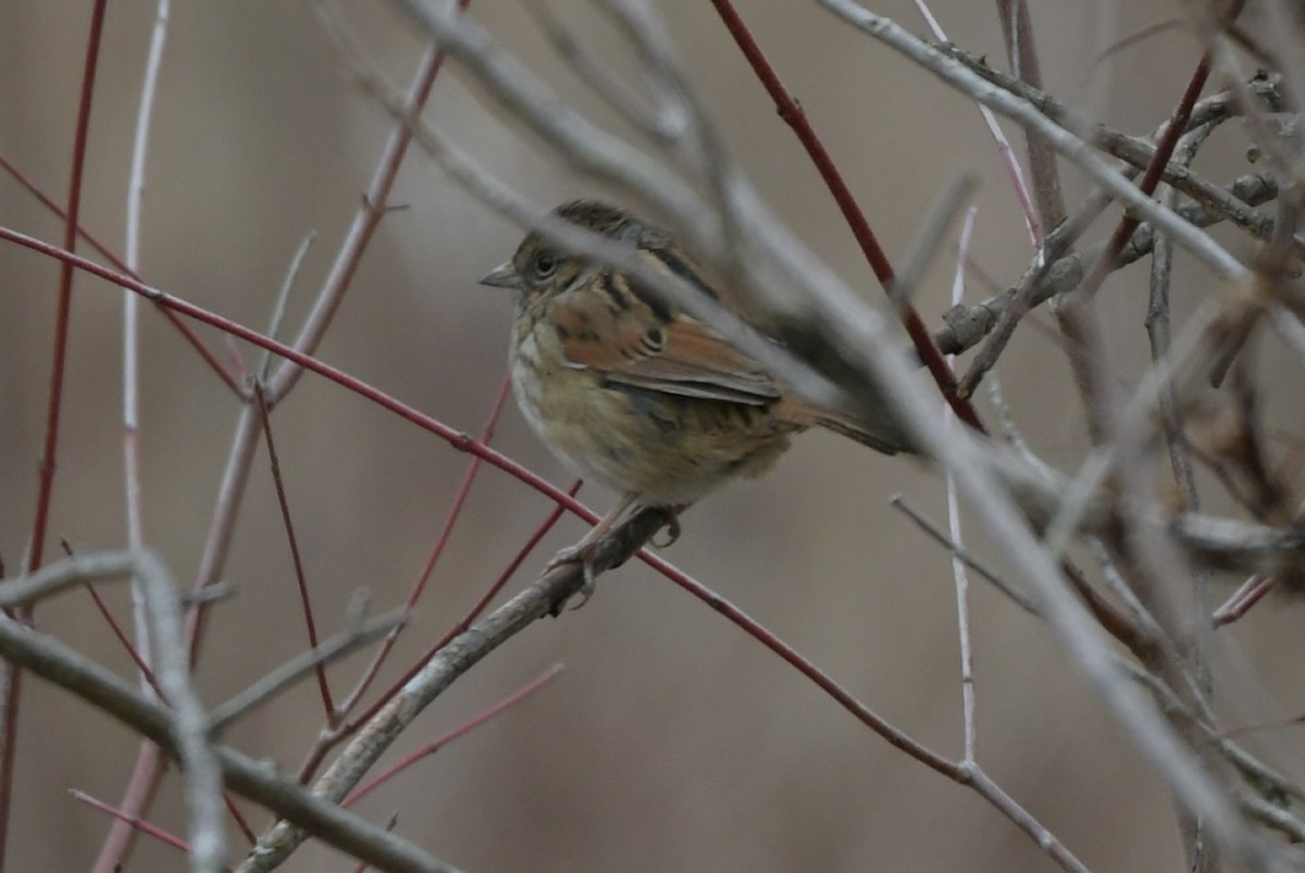 Swamp Sparrow - ML630234660