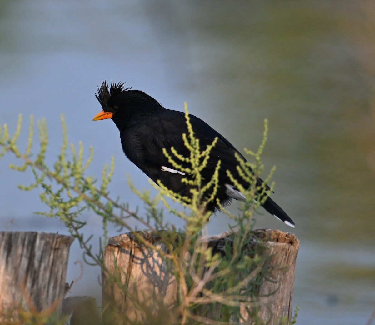 Great Myna - ML630234787