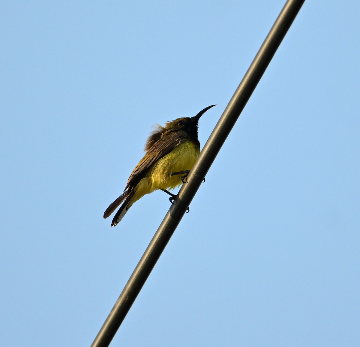 Ornate Sunbird (Ornate) - ML630234790