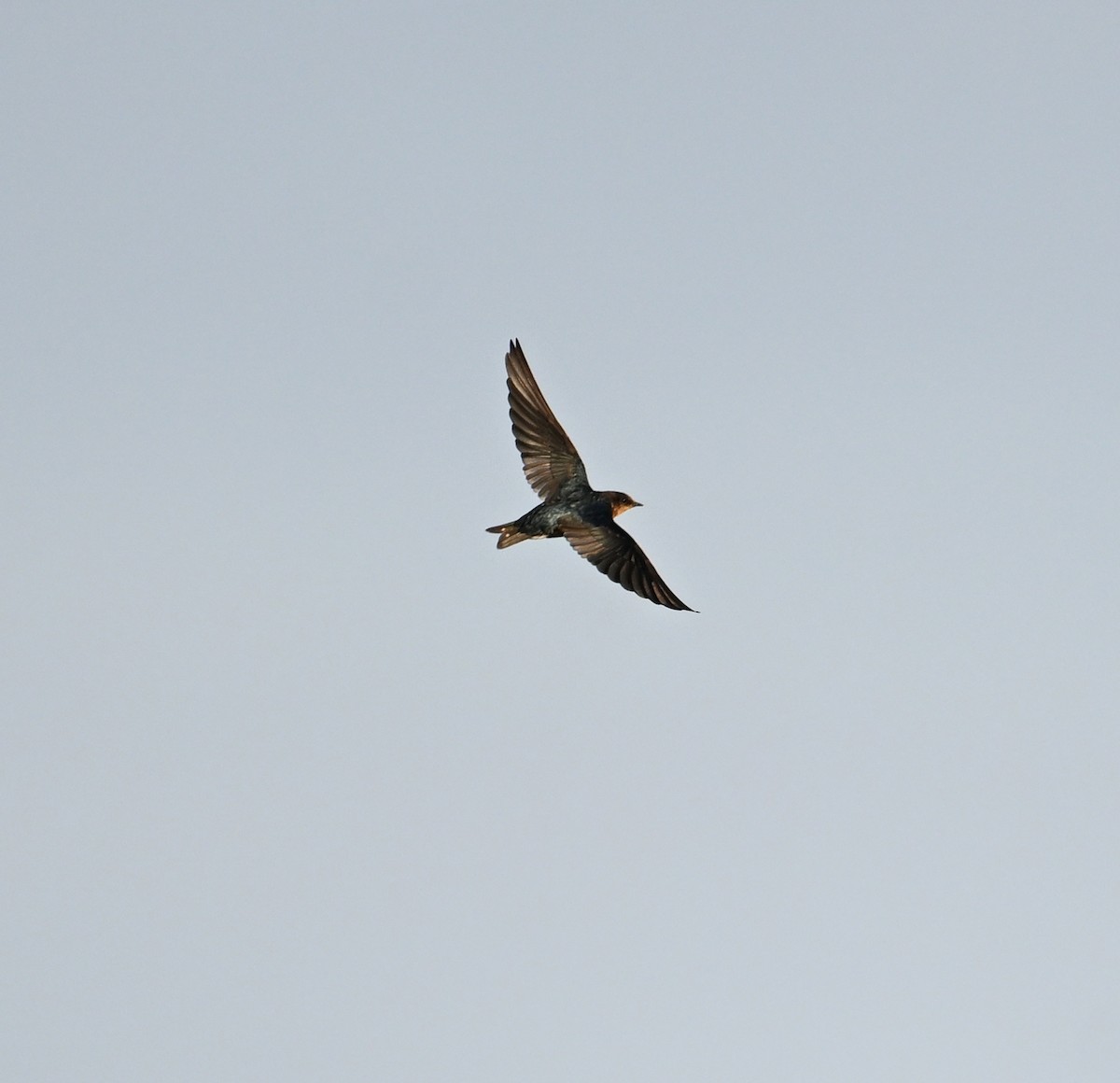 Pacific Swallow - ML630234832
