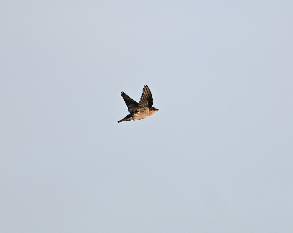 Pacific Swallow - ML630234833