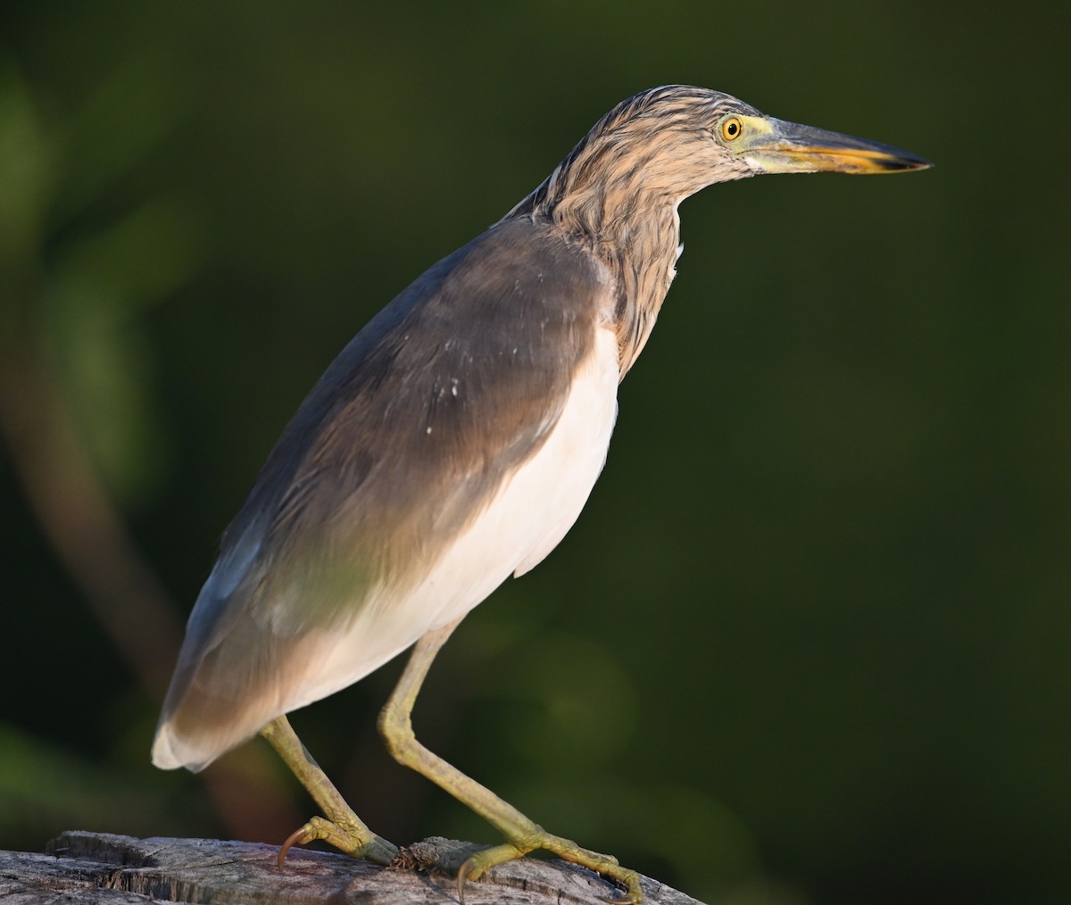 pond-heron sp. - ML630234849