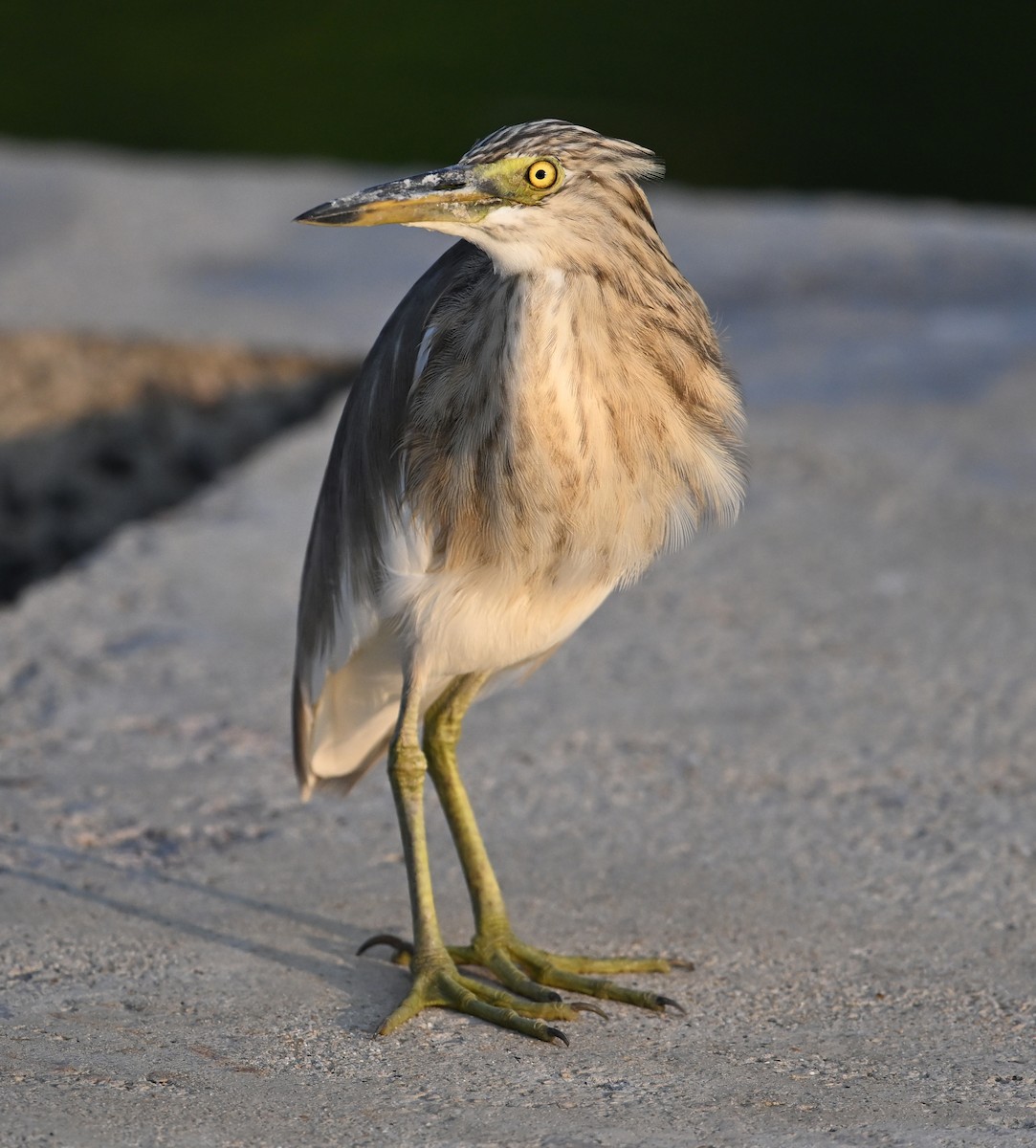 pond-heron sp. - ML630234850
