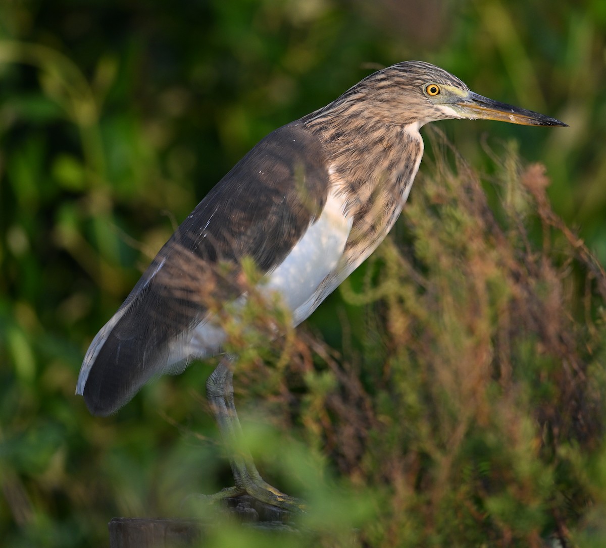 pond-heron sp. - ML630234851
