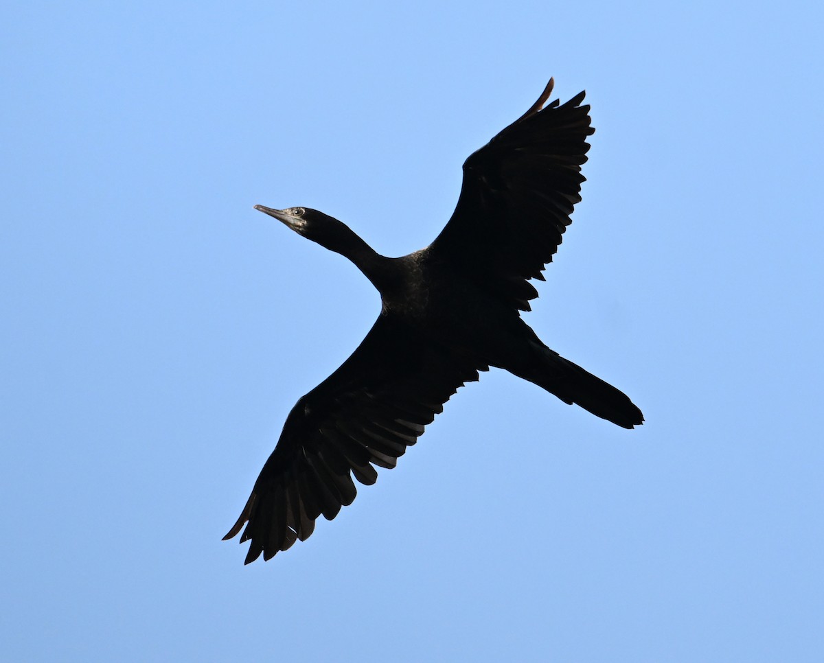 Little Cormorant - ML630234877