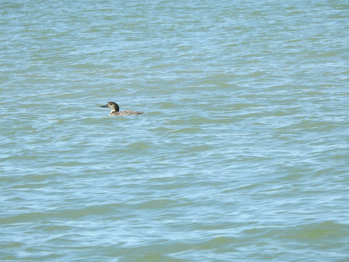 Common Loon - ML630235003