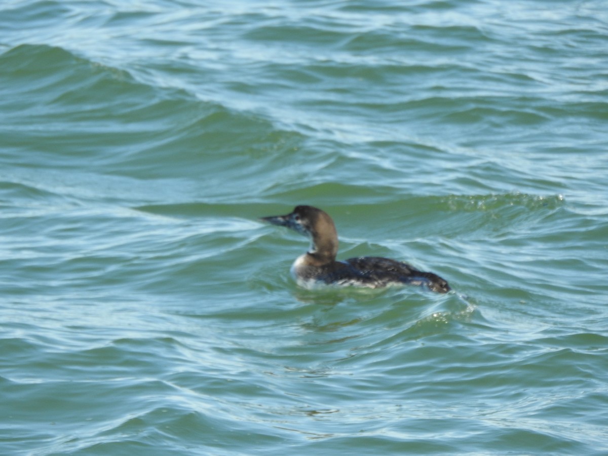 Common Loon - ML630235004