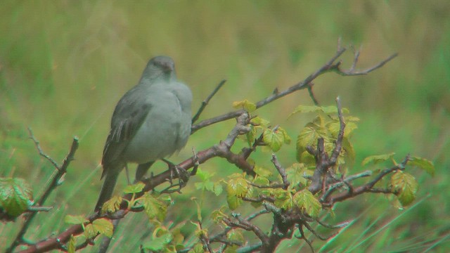 ネズミヤマシトド - ML630235148