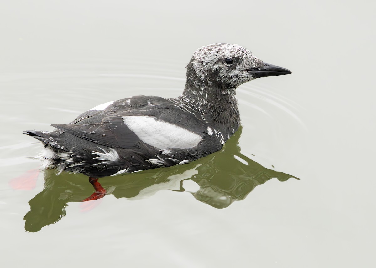 Black Guillemot (grylle Group) - ML630235367