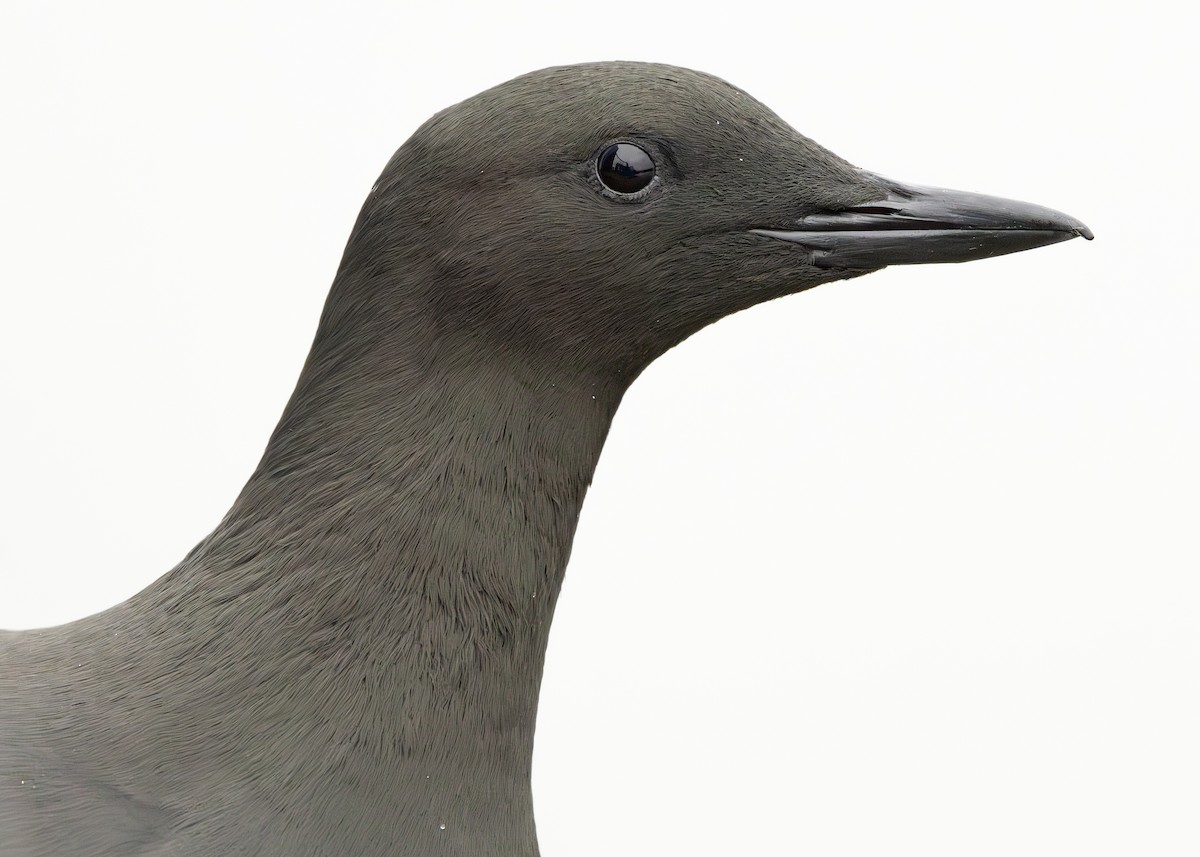 Black Guillemot (grylle Group) - ML630235371