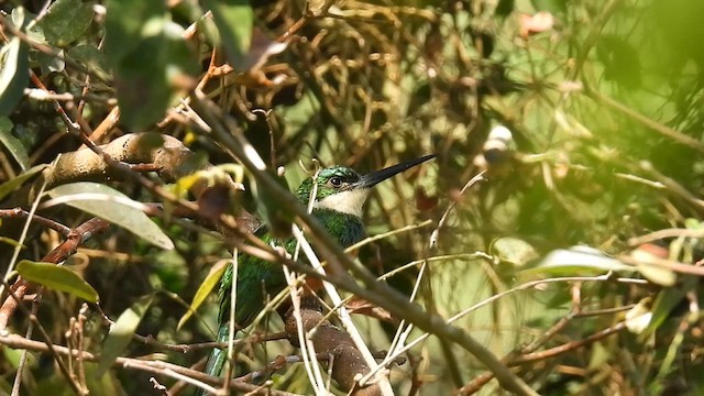 Jacamar à queue rousse - ML630235388