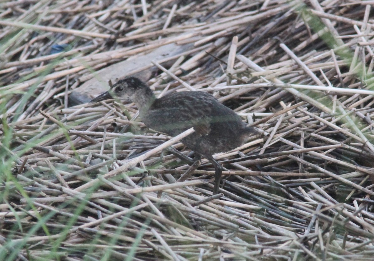 King/Clapper Rail - ML630235571