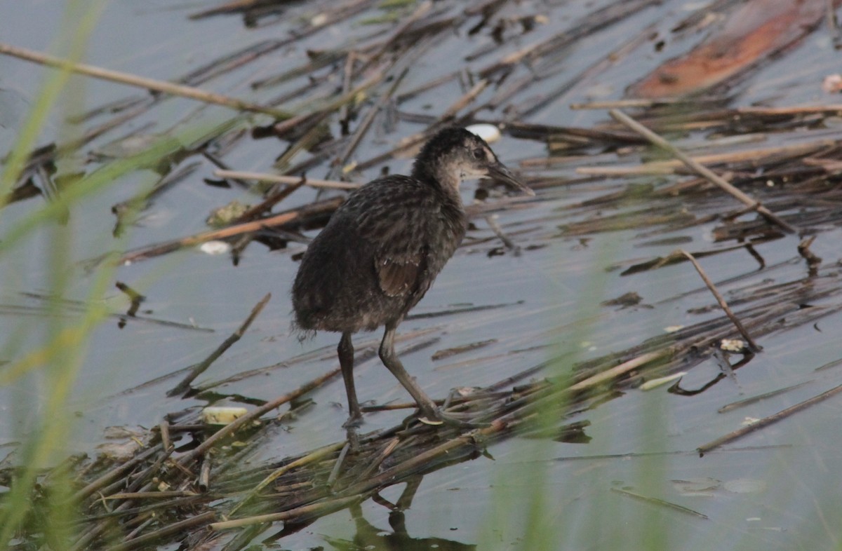 King/Clapper Rail - ML630235572