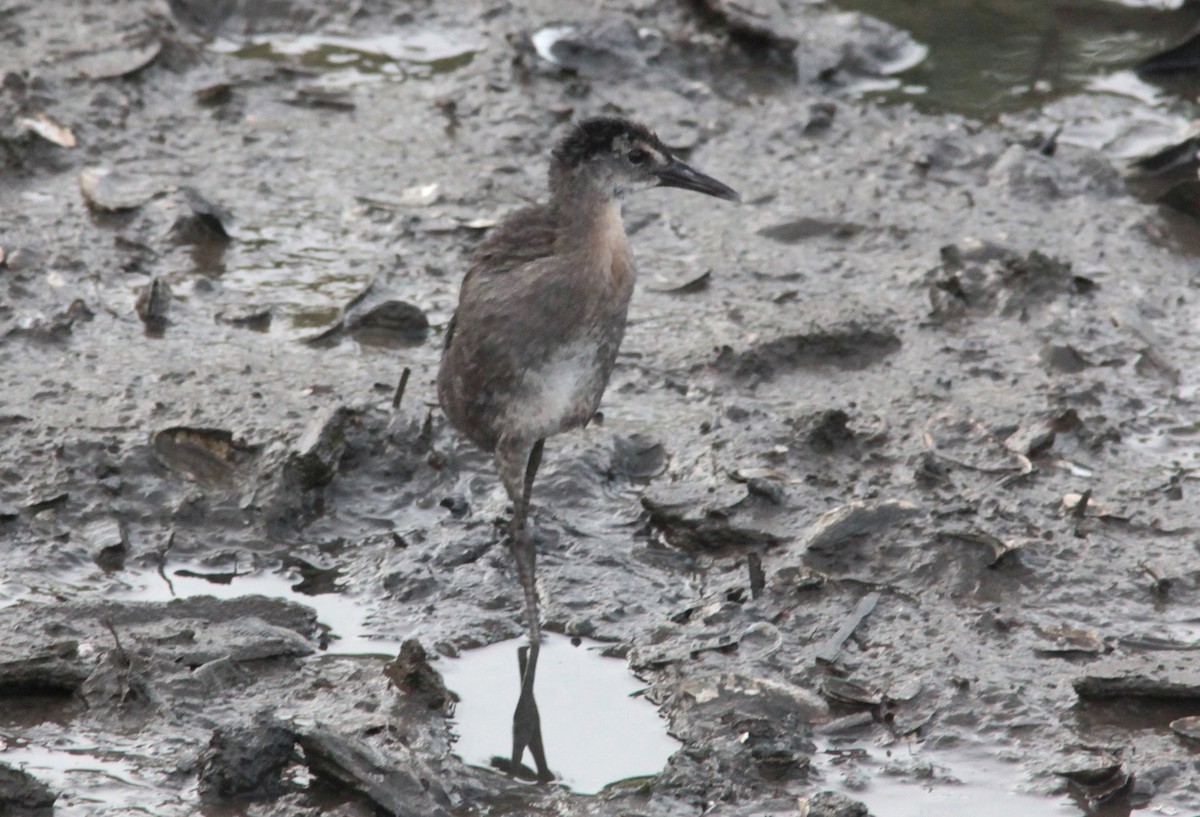 King/Clapper Rail - ML630235573