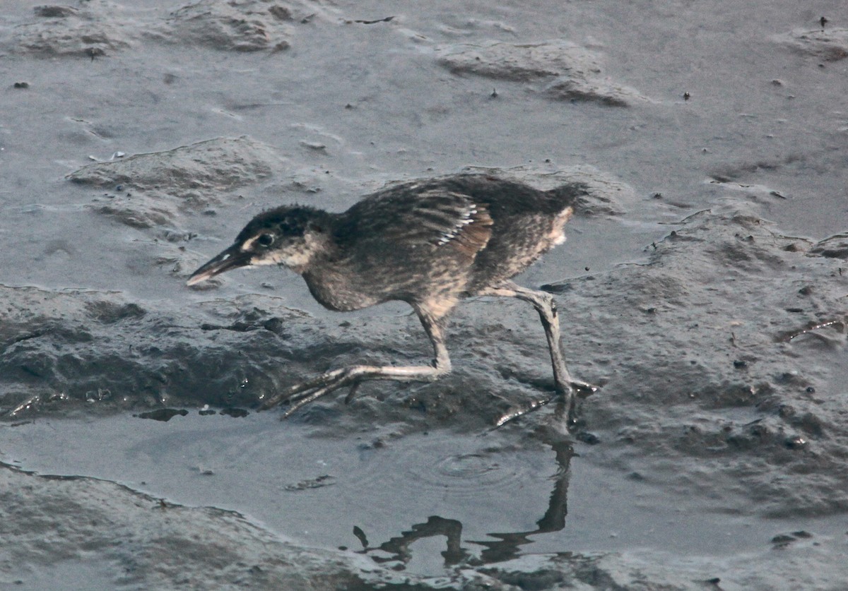 King/Clapper Rail - ML630235574