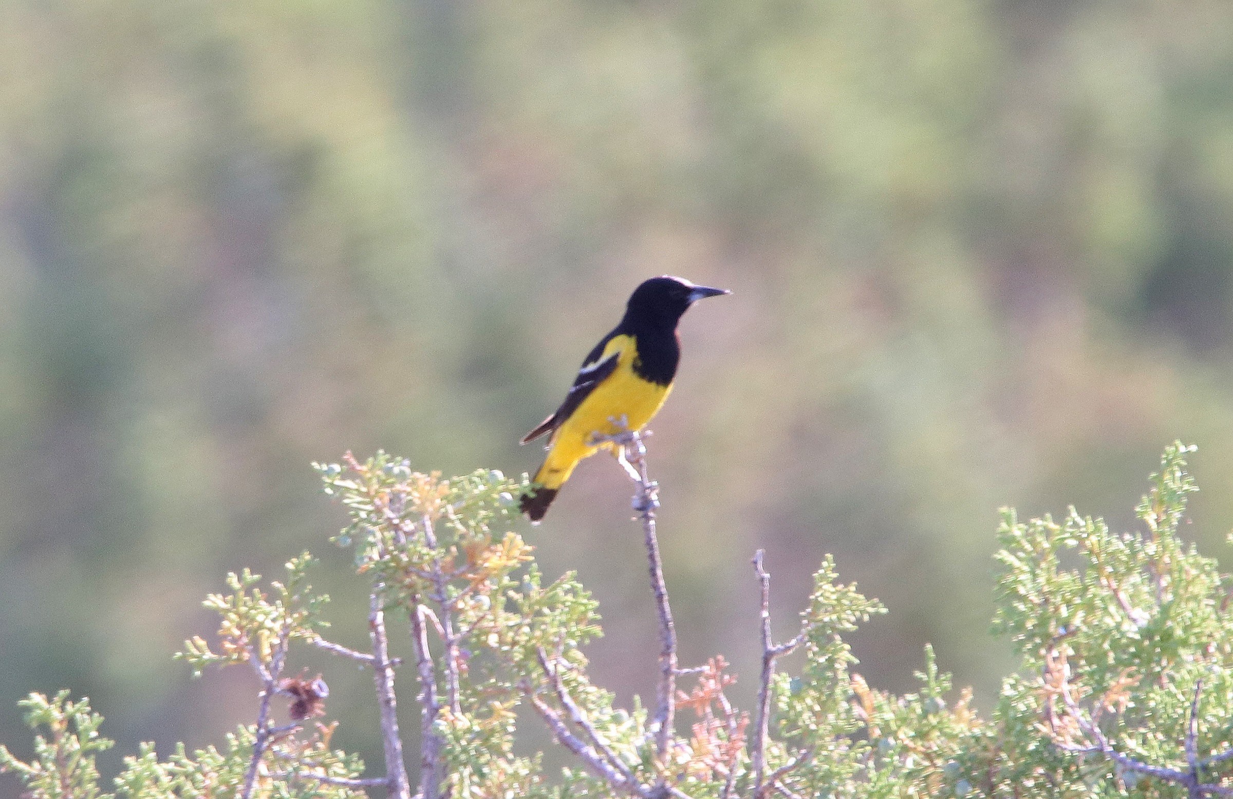 Best Utah Birding Tour