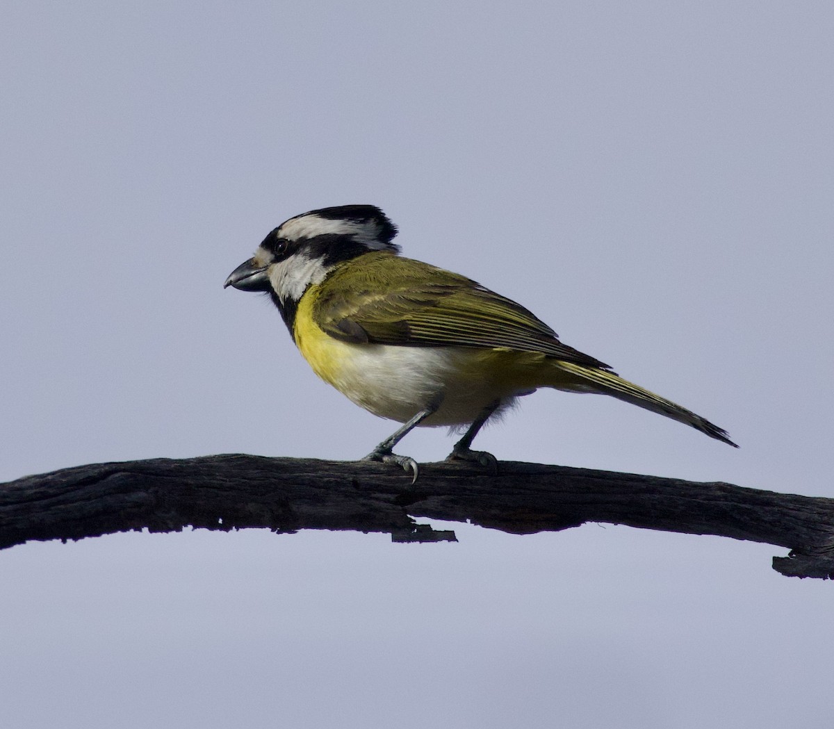 Western Shrike-tit - ML630236000