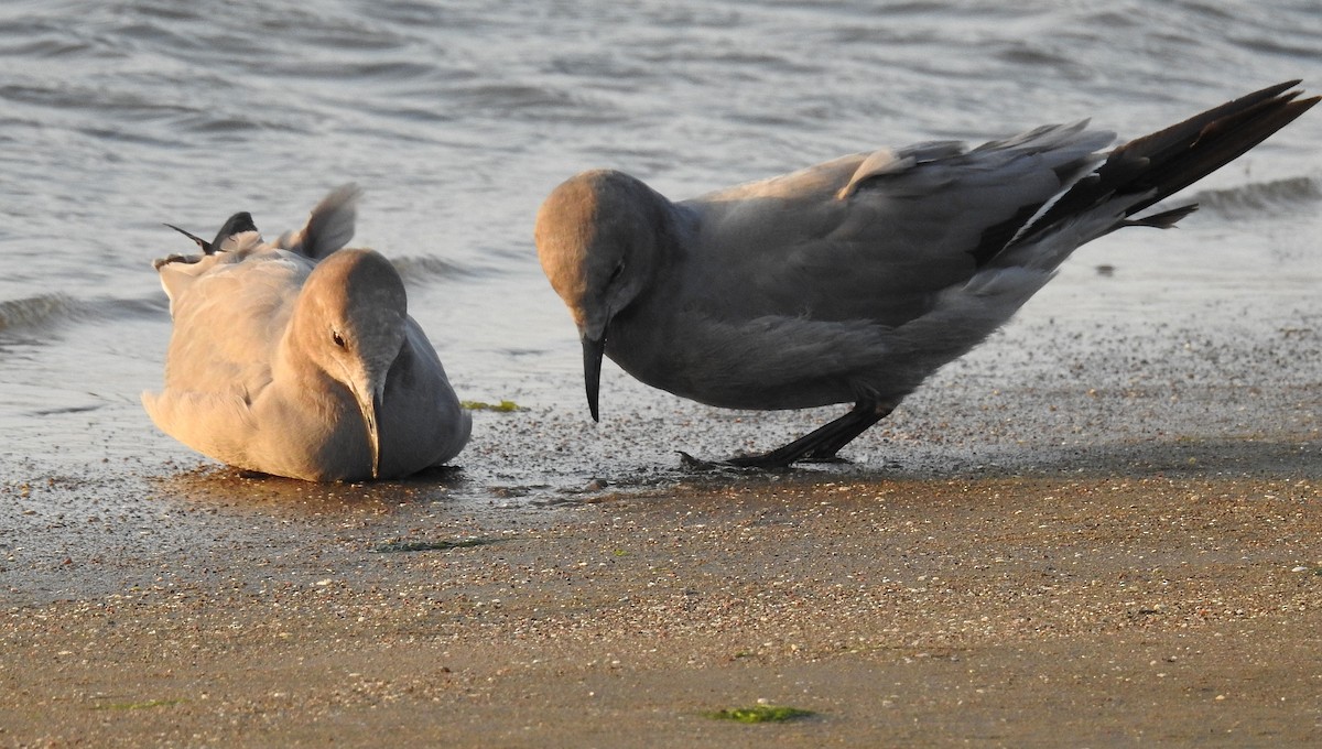 Gray Gull - Teresa Cohen