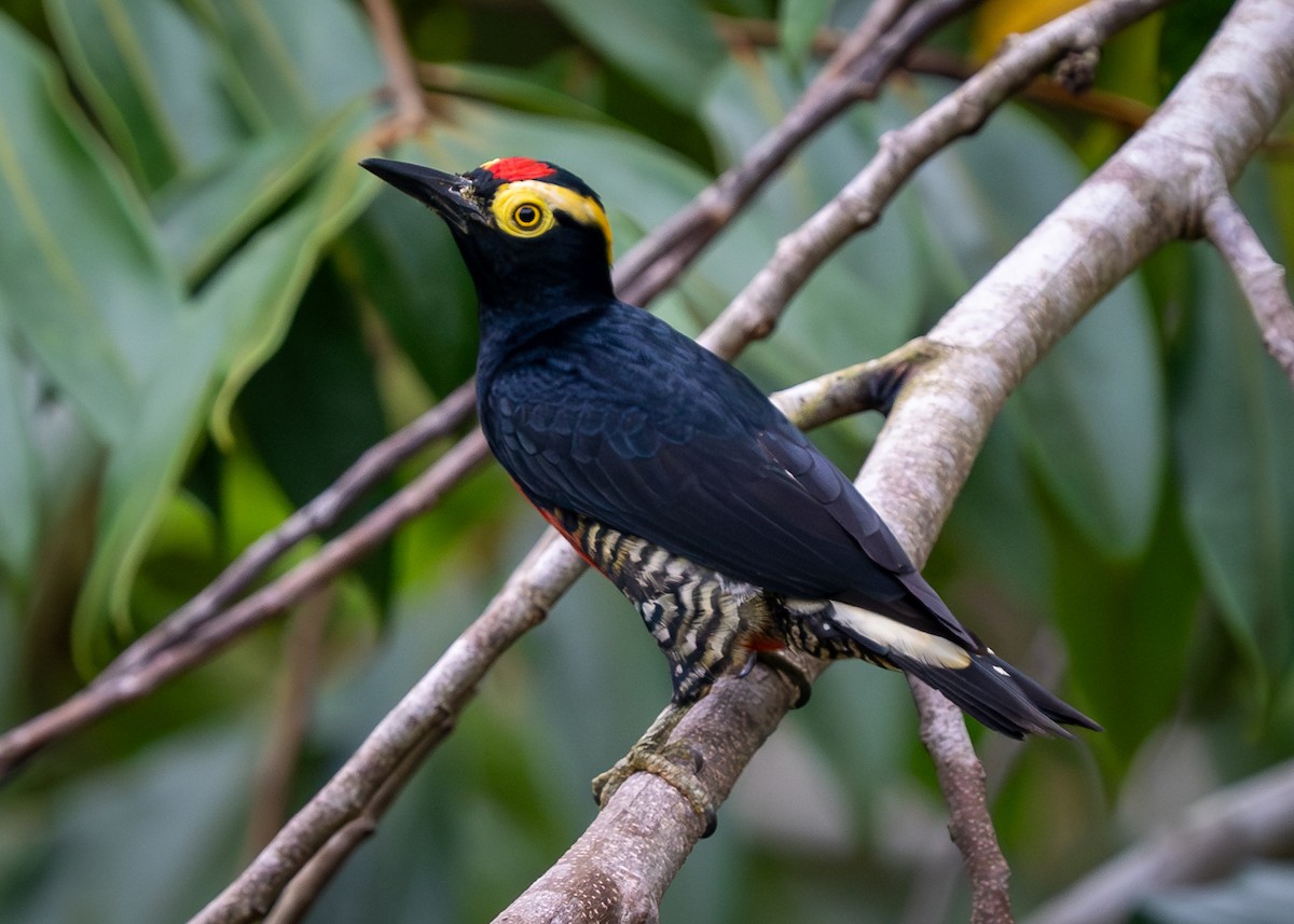 Yellow-tufted Woodpecker - ML630236207