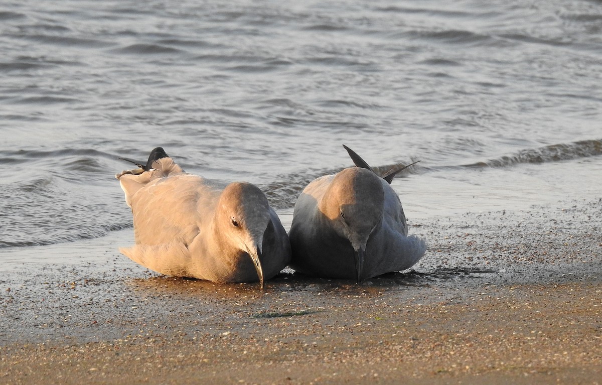 Gray Gull - Teresa Cohen