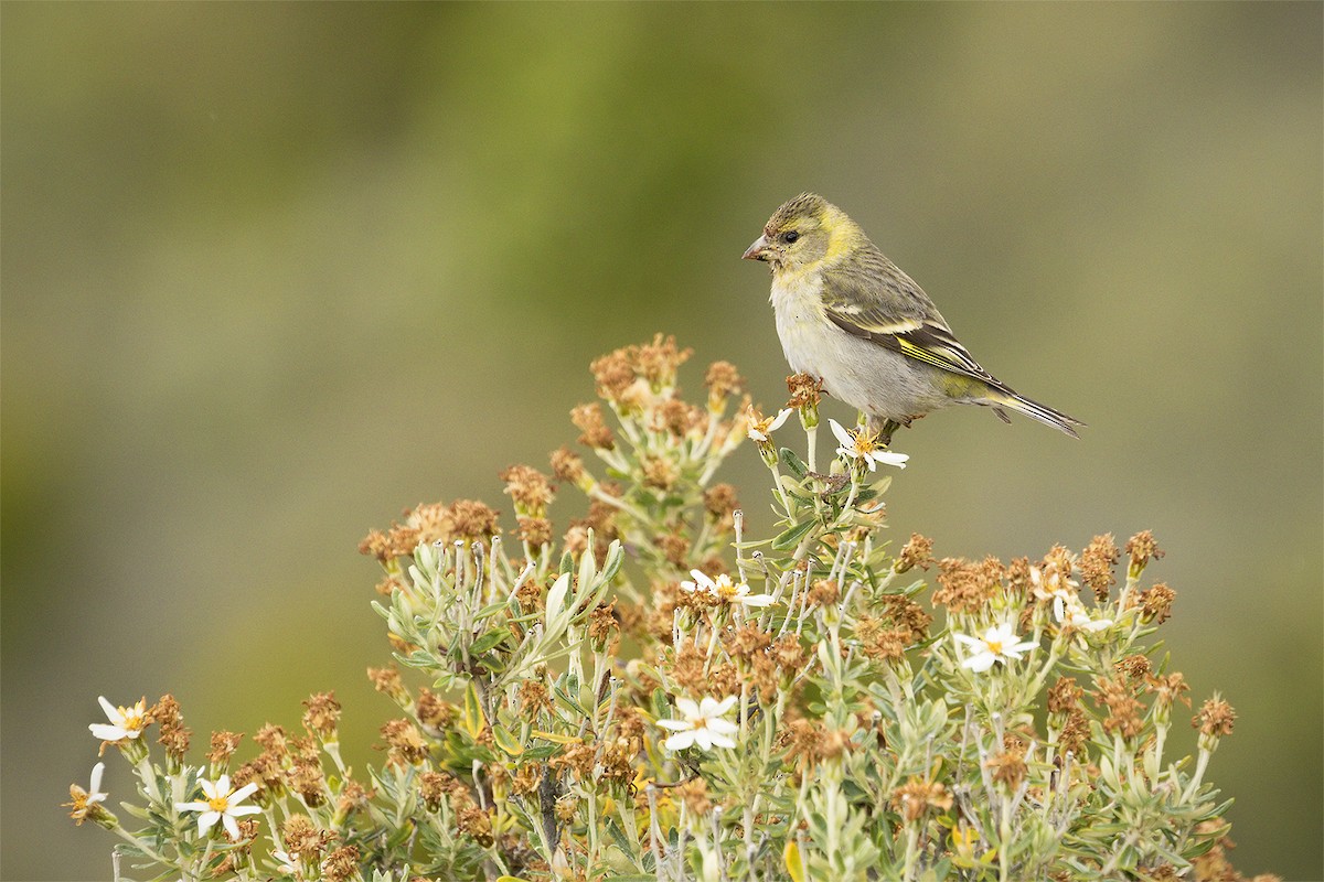 Black-chinned Siskin - ML630236258