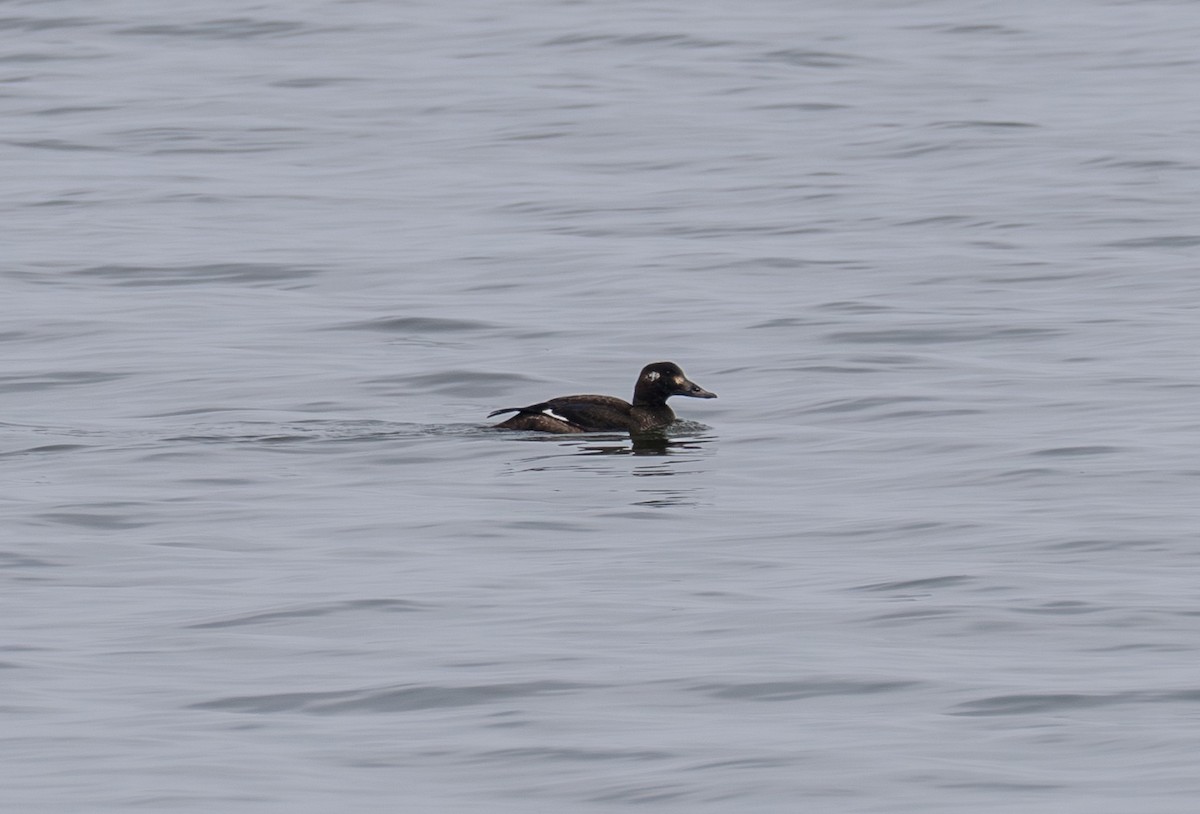 White-winged Scoter - ML630236365