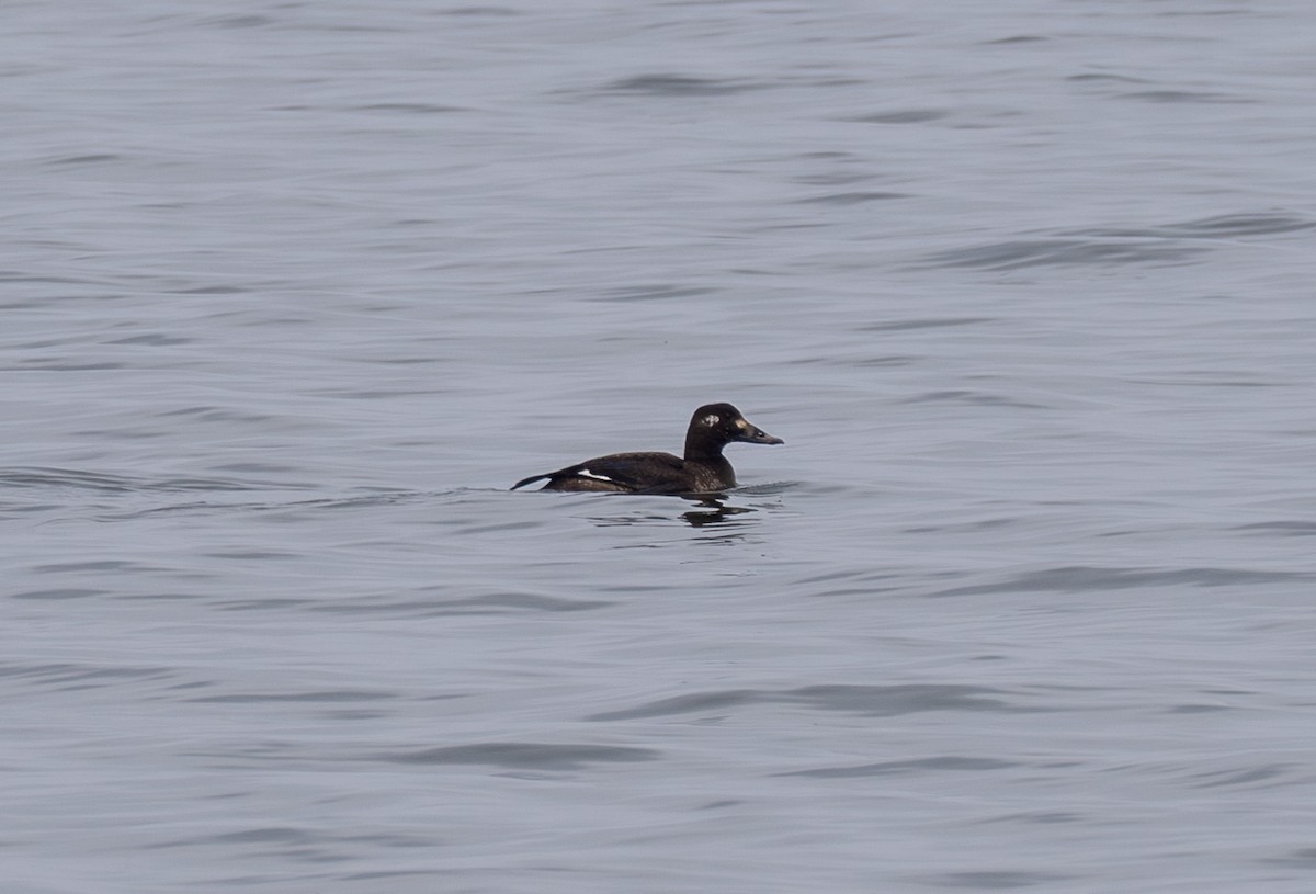 White-winged Scoter - ML630236473