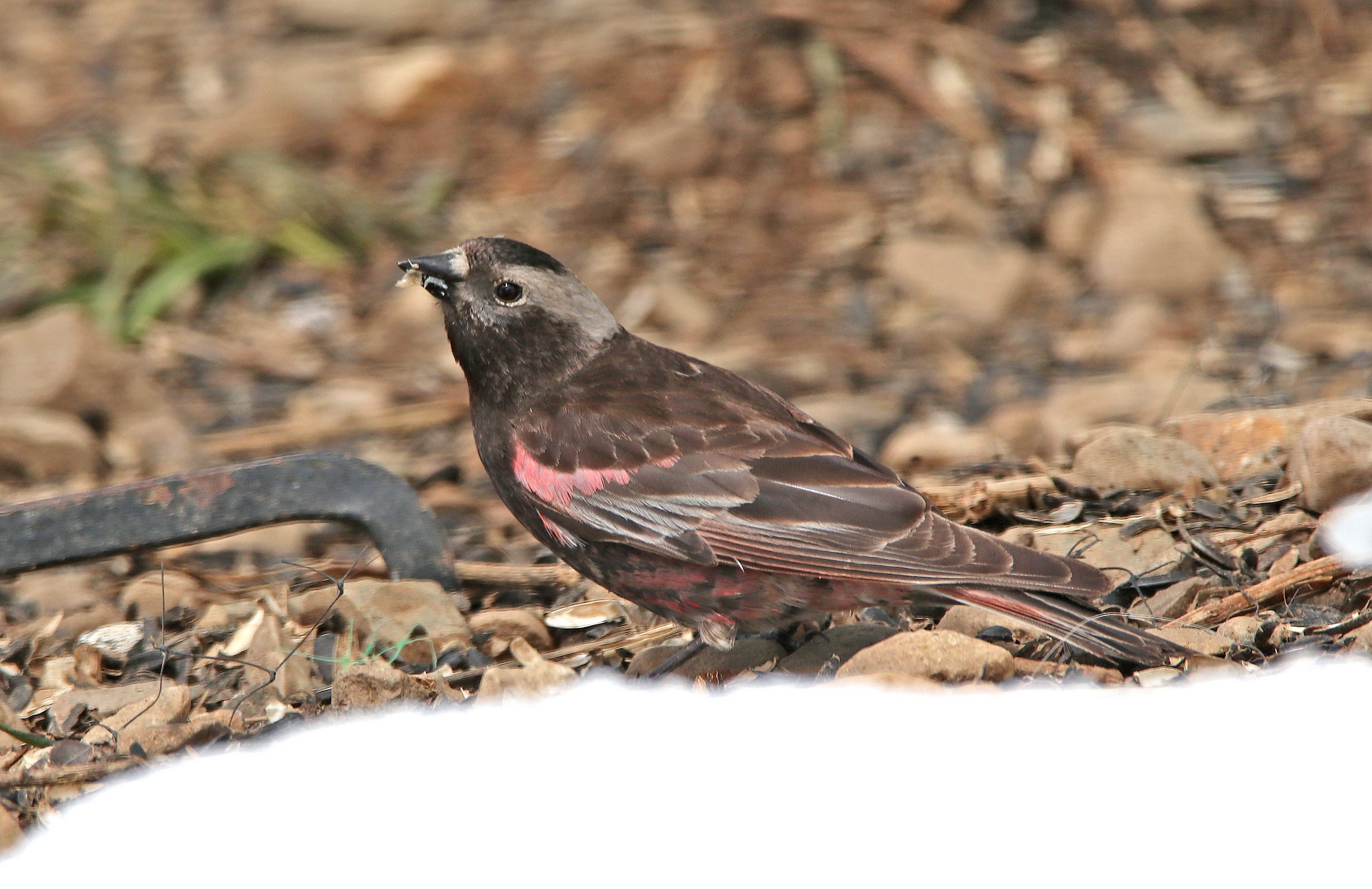 Best Utah Birding Tour