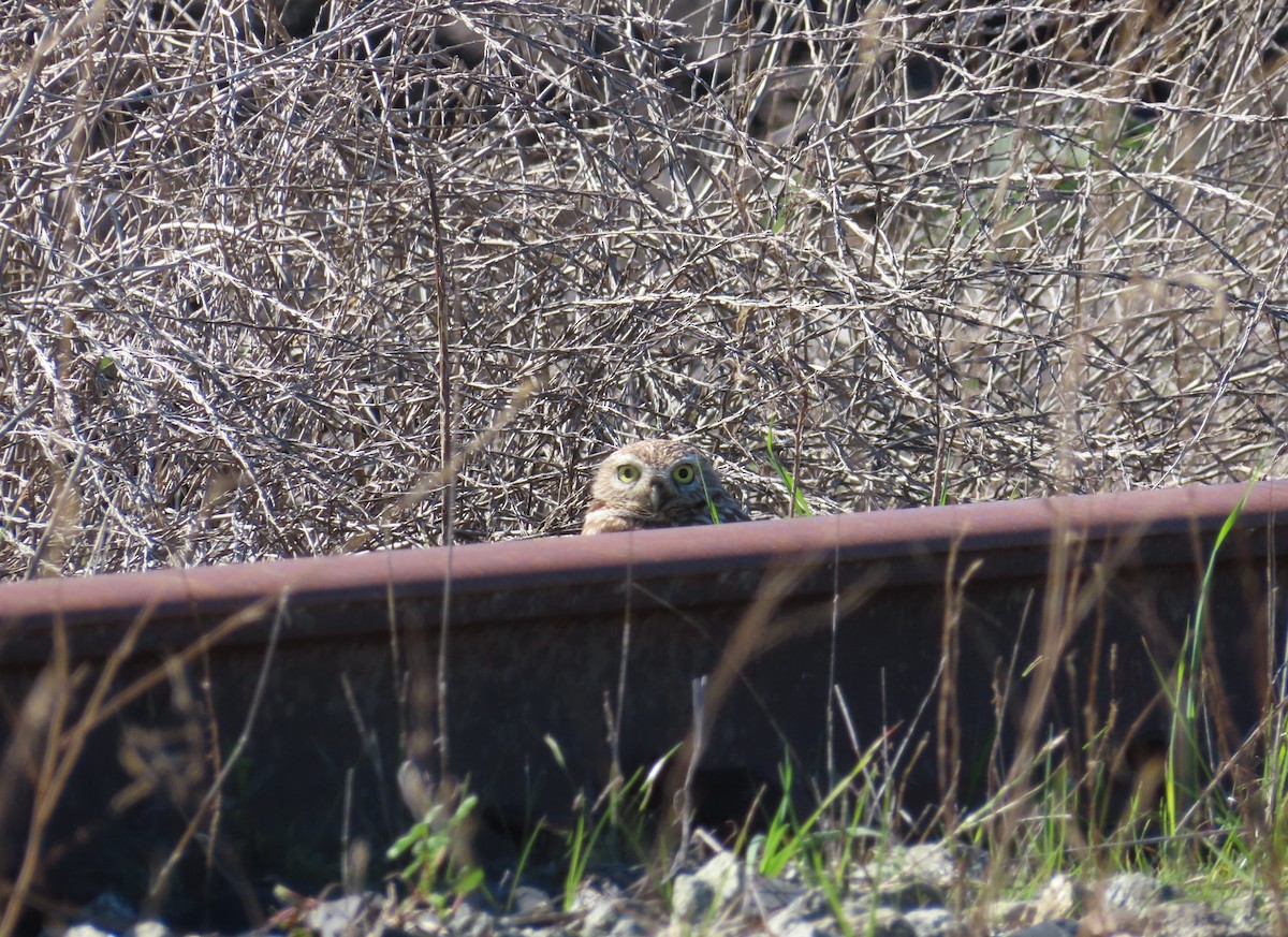 Burrowing Owl - ML630236645
