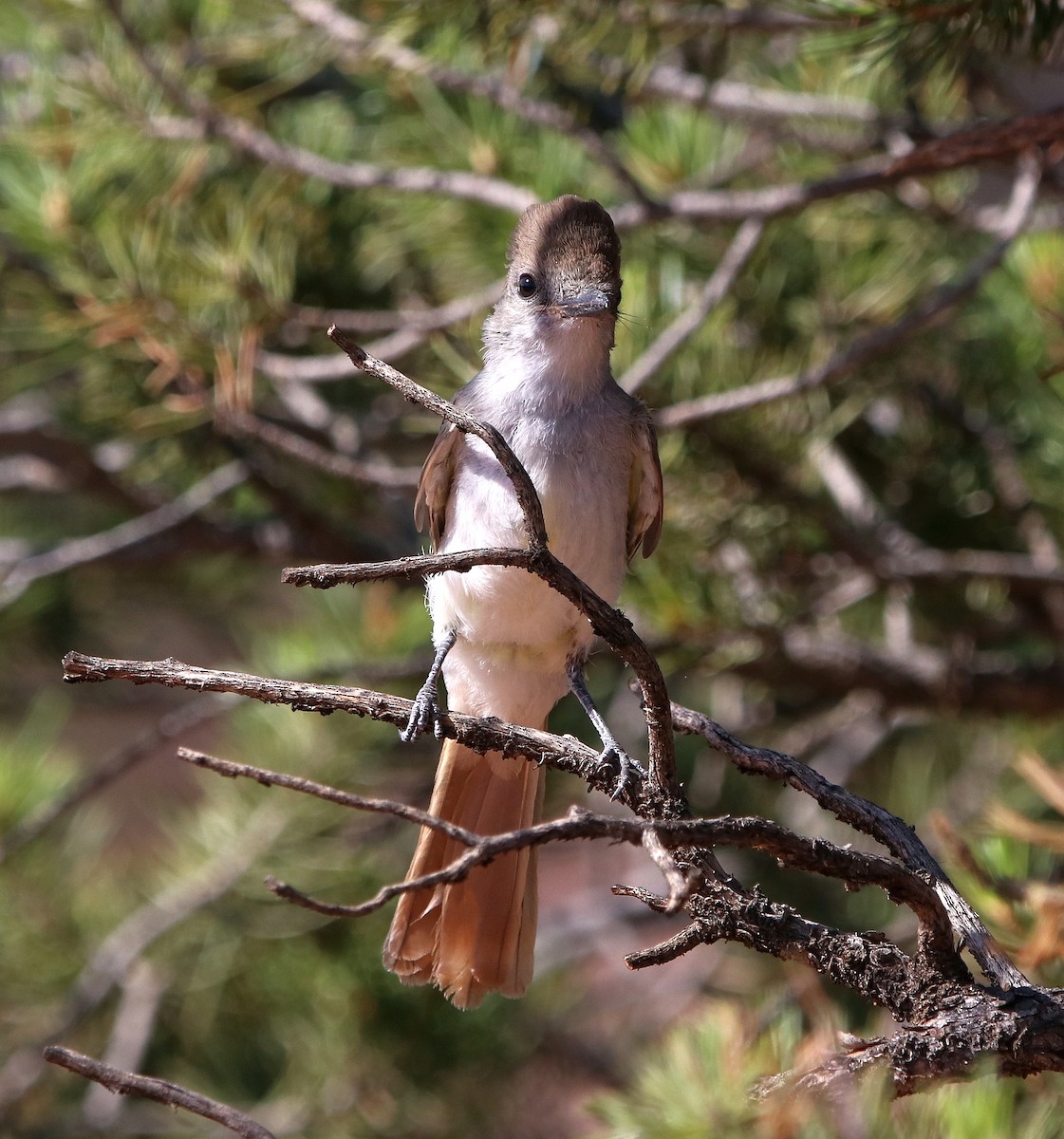 blektyrann - ML630236739