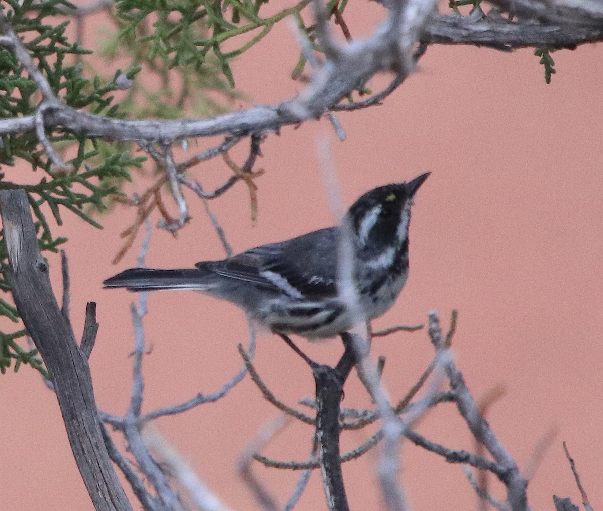 gråparula - ML630236792
