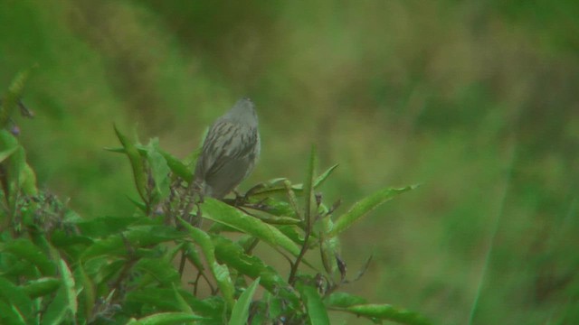 Plain-colored Seedeater - ML630236869