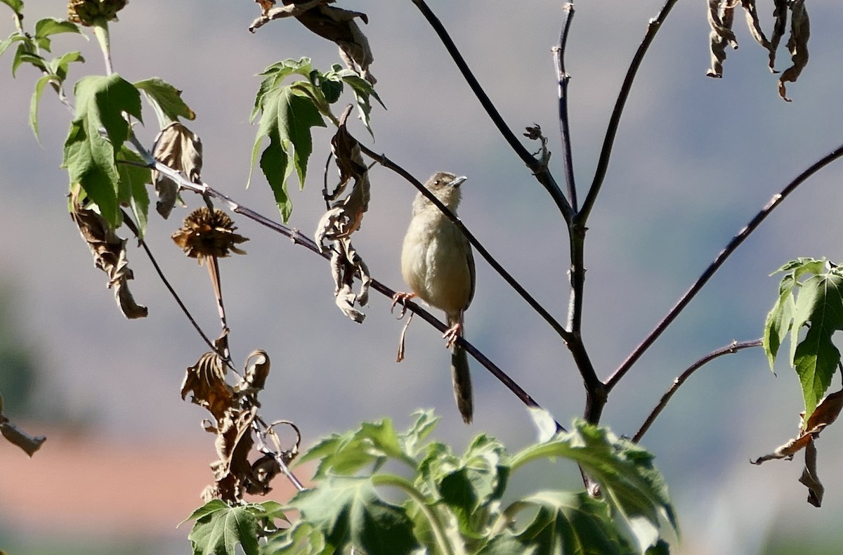 Prinia de Rock - ML630236998
