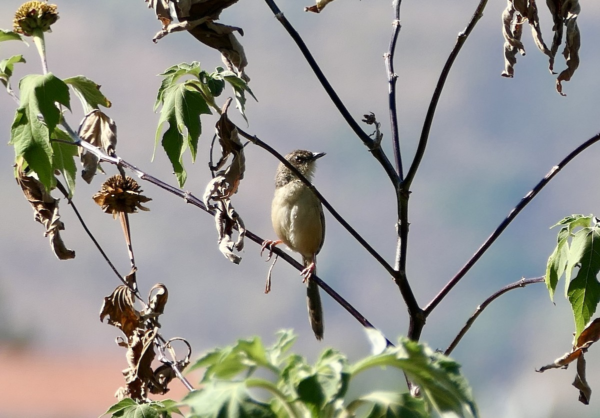 Prinia de Rock - ML630236999