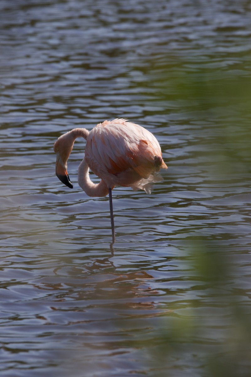 Kubaflamingo - ML630237618