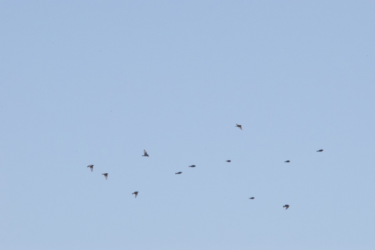 Weißkehl-Spornammer - ML630237689