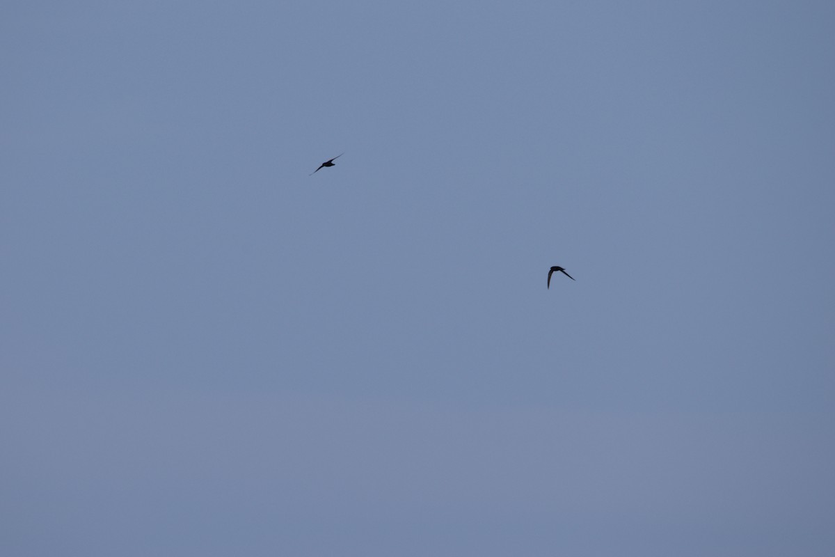 Schwarzsegler - ML630237705