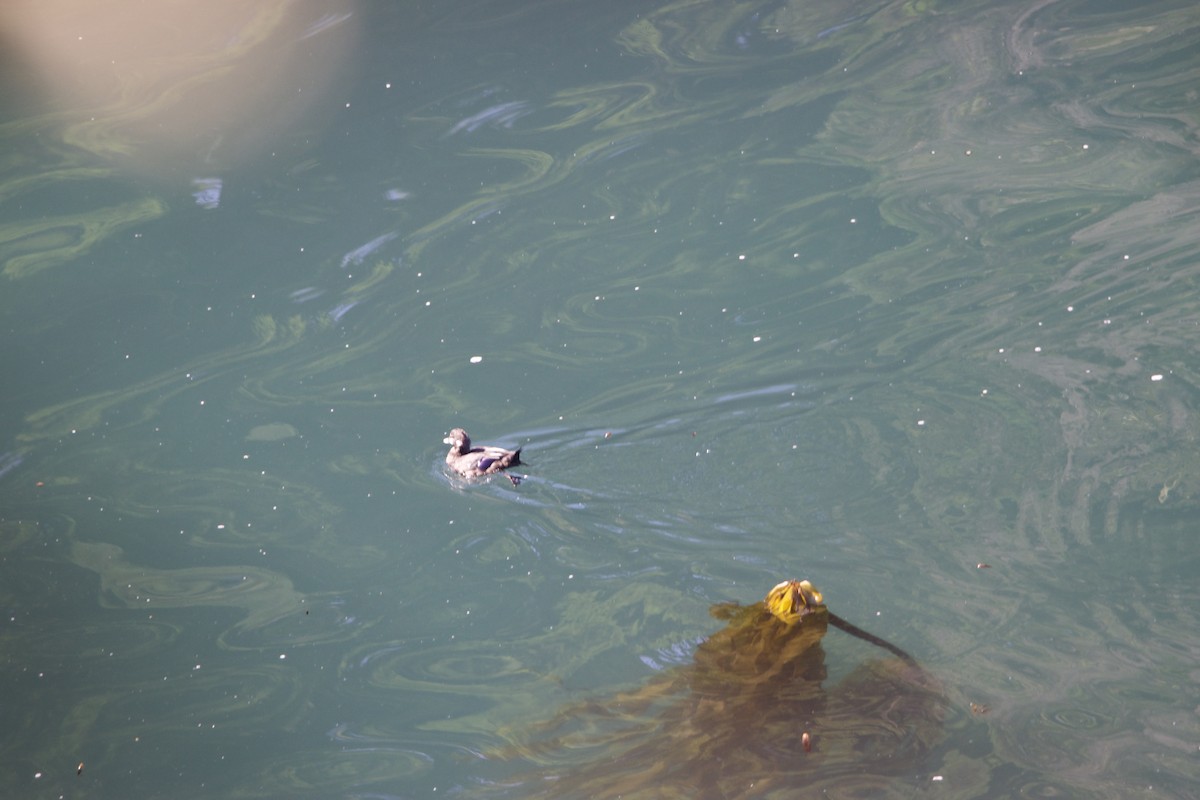 Kragenente - ML630237709