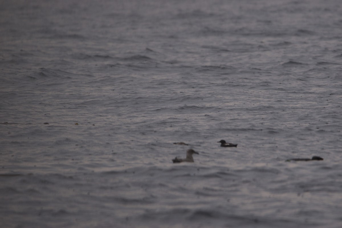 Taubenteiste - ML630237771