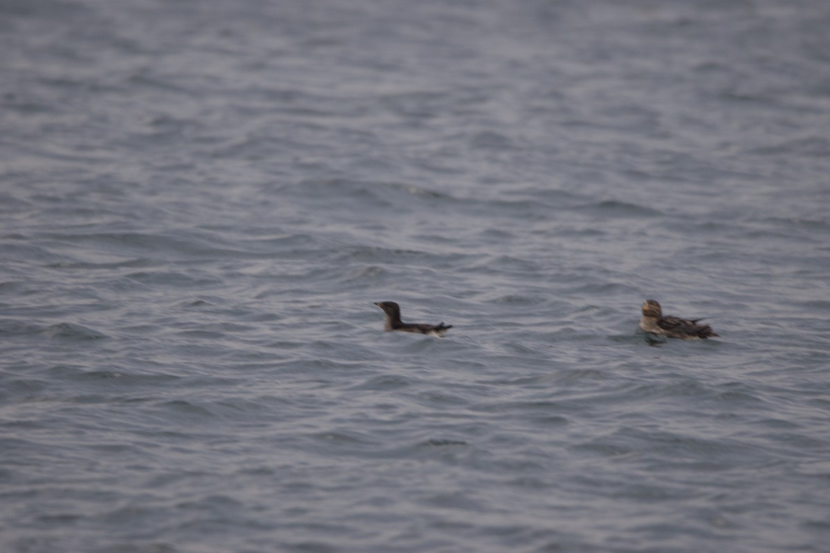 Nashornalk - ML630237819