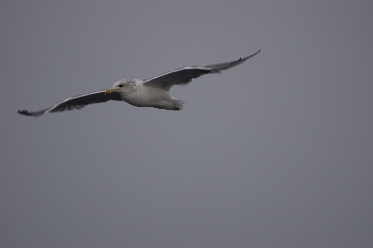 Kalifornienmöwe - ML630237937