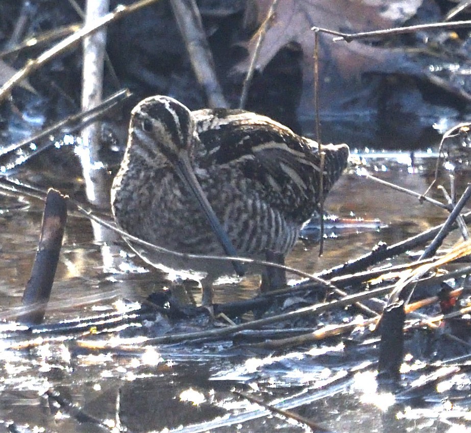 Wilson's Snipe - ML630237975