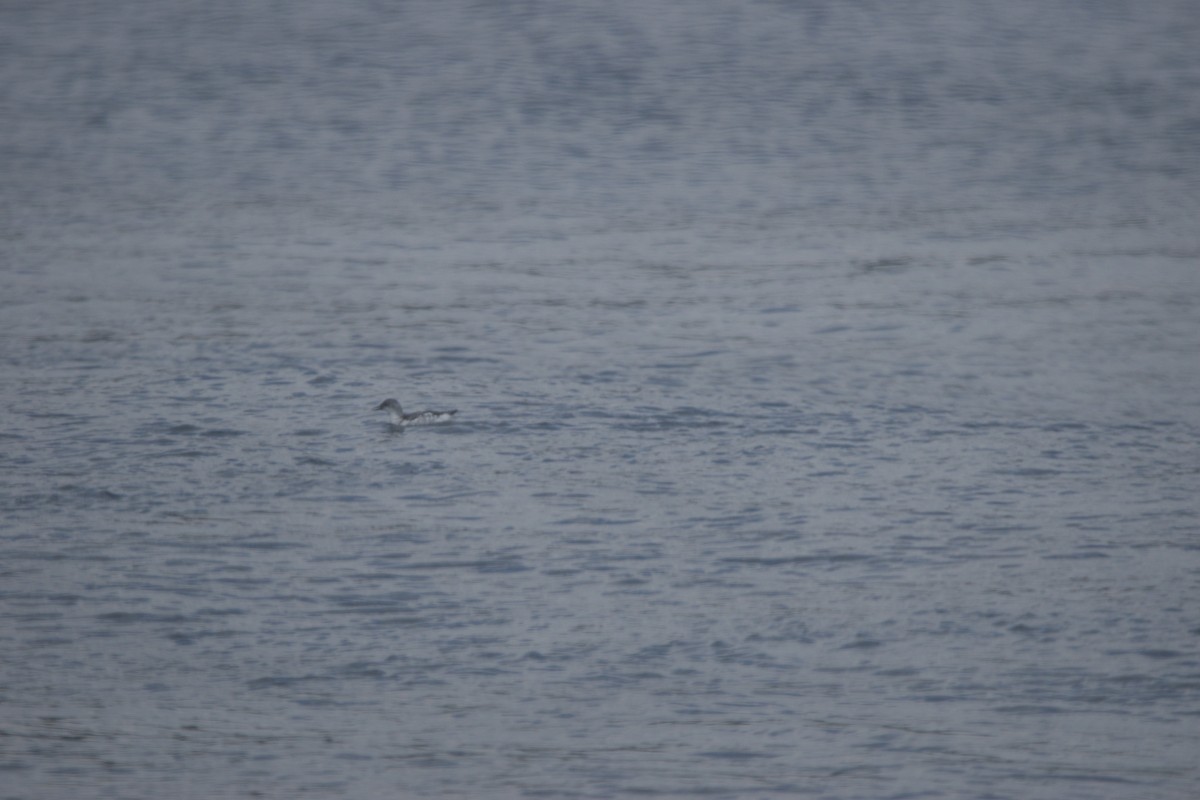 Taubenteiste - ML630237990