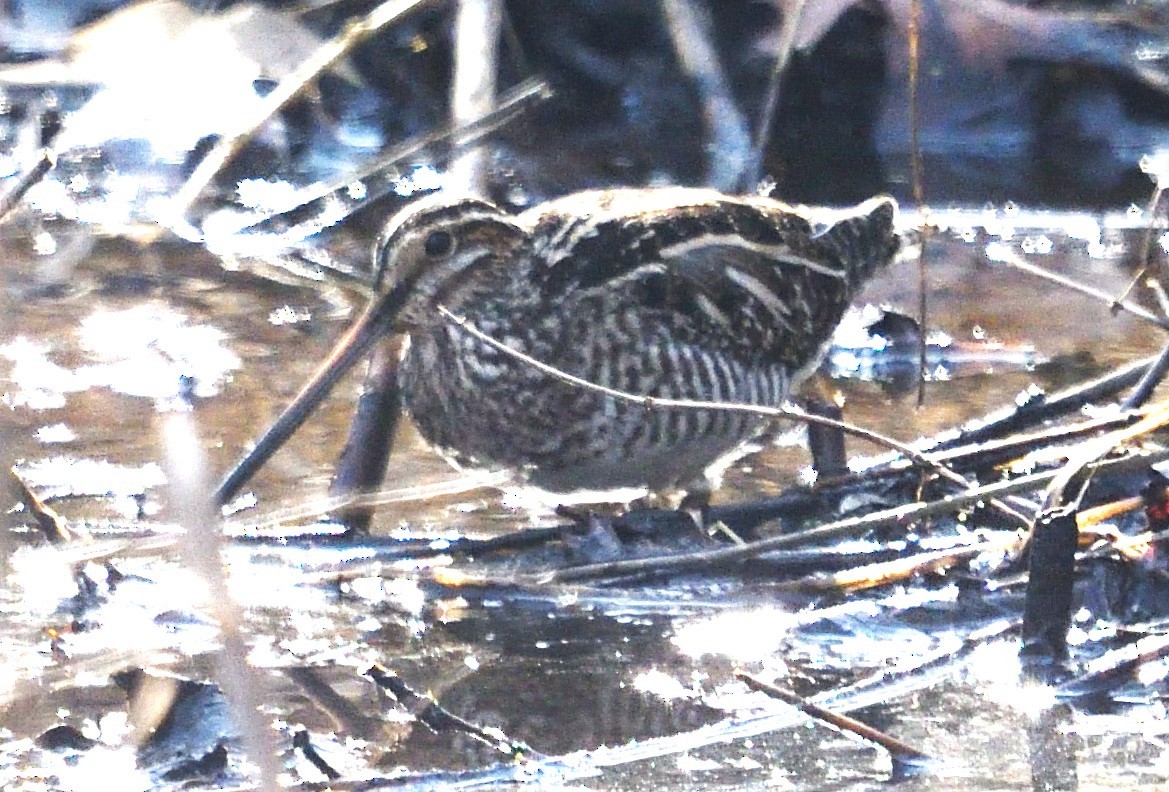 Wilson's Snipe - ML630238003