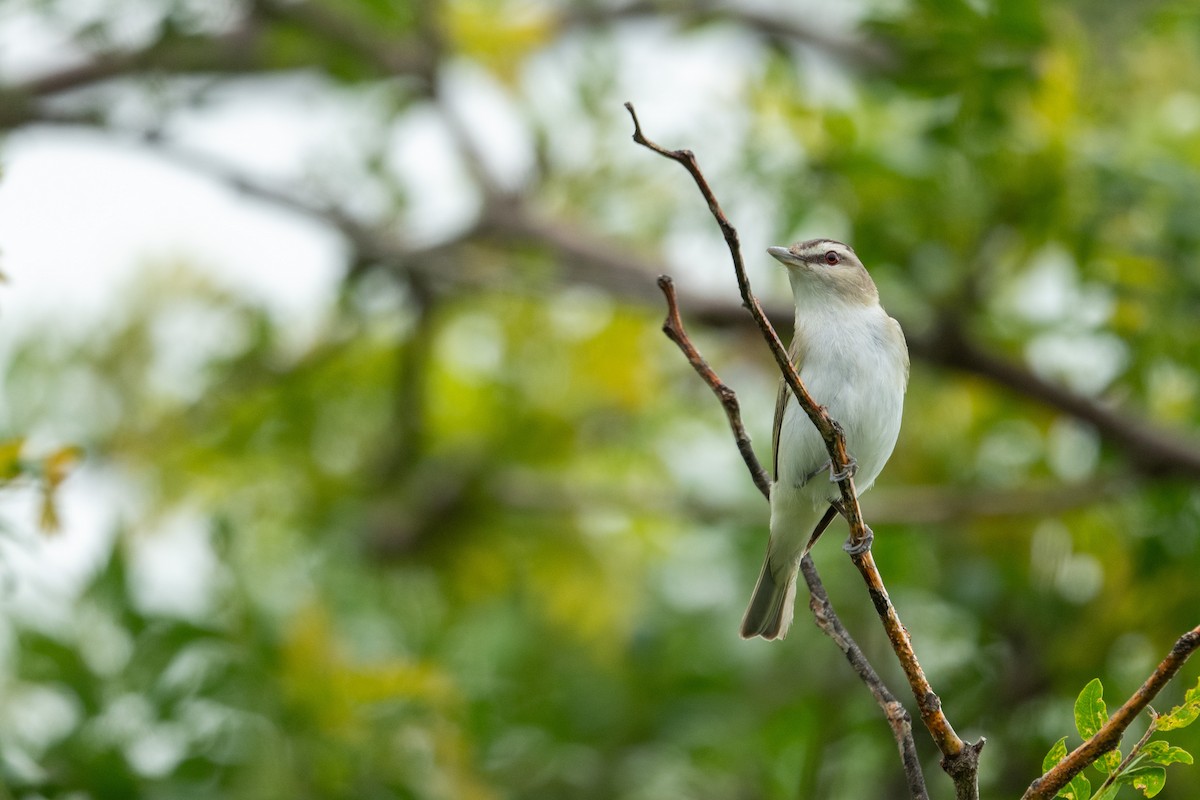 Red-eyed Vireo - ML630238162