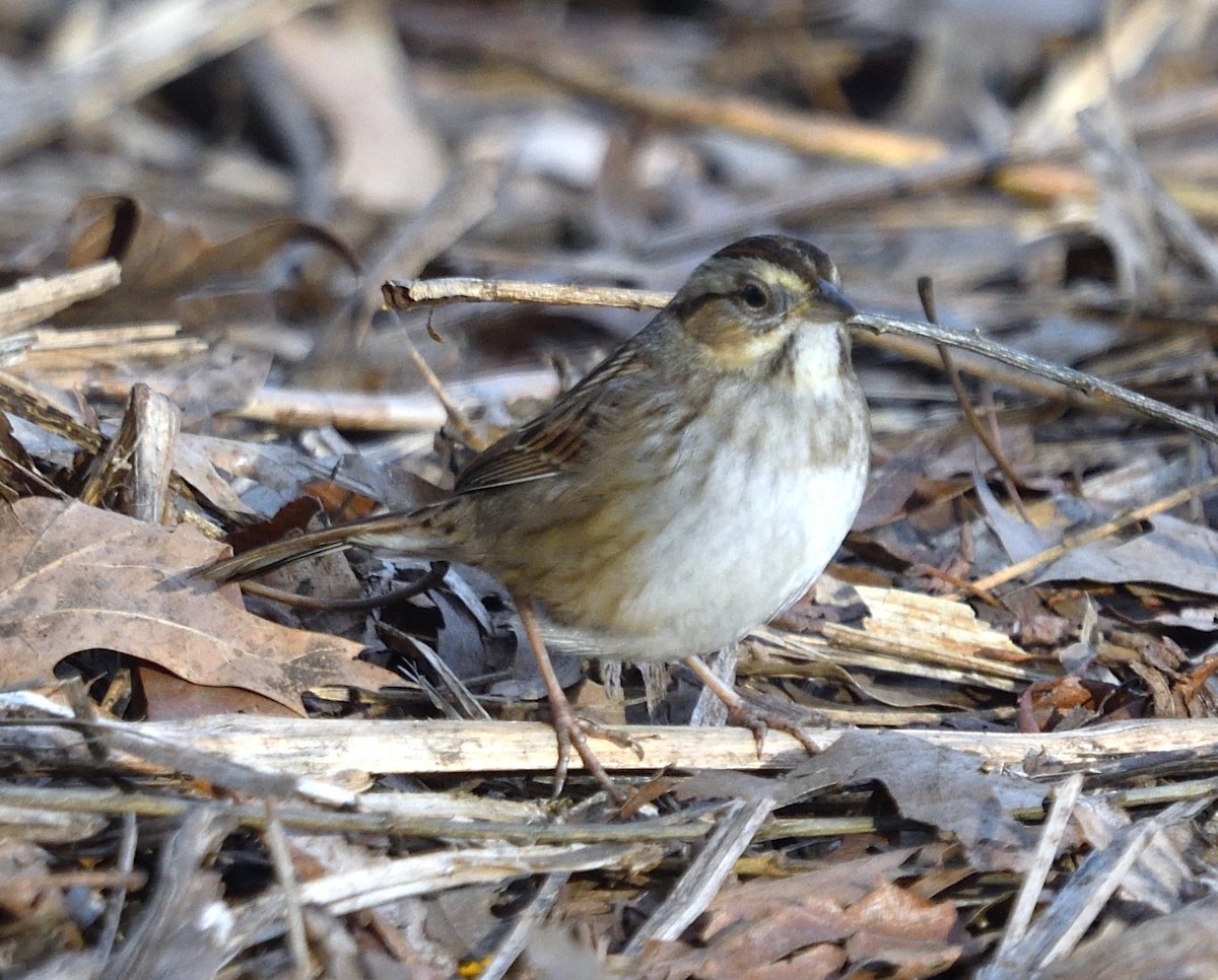 Swamp Sparrow - ML630238164