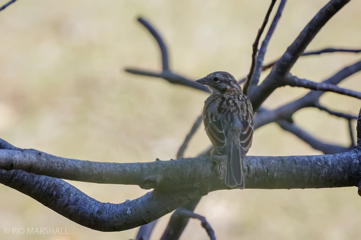 House Sparrow - ML630238283