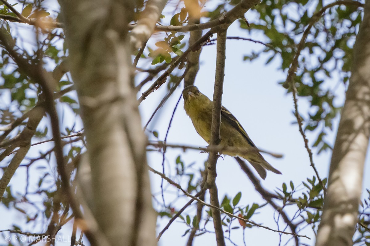 Black-chinned Siskin - ML630238302