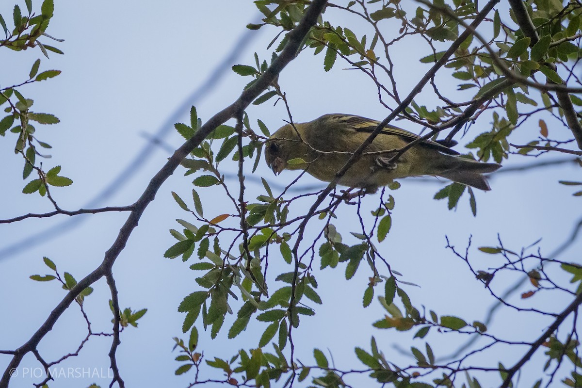 Black-chinned Siskin - ML630238303
