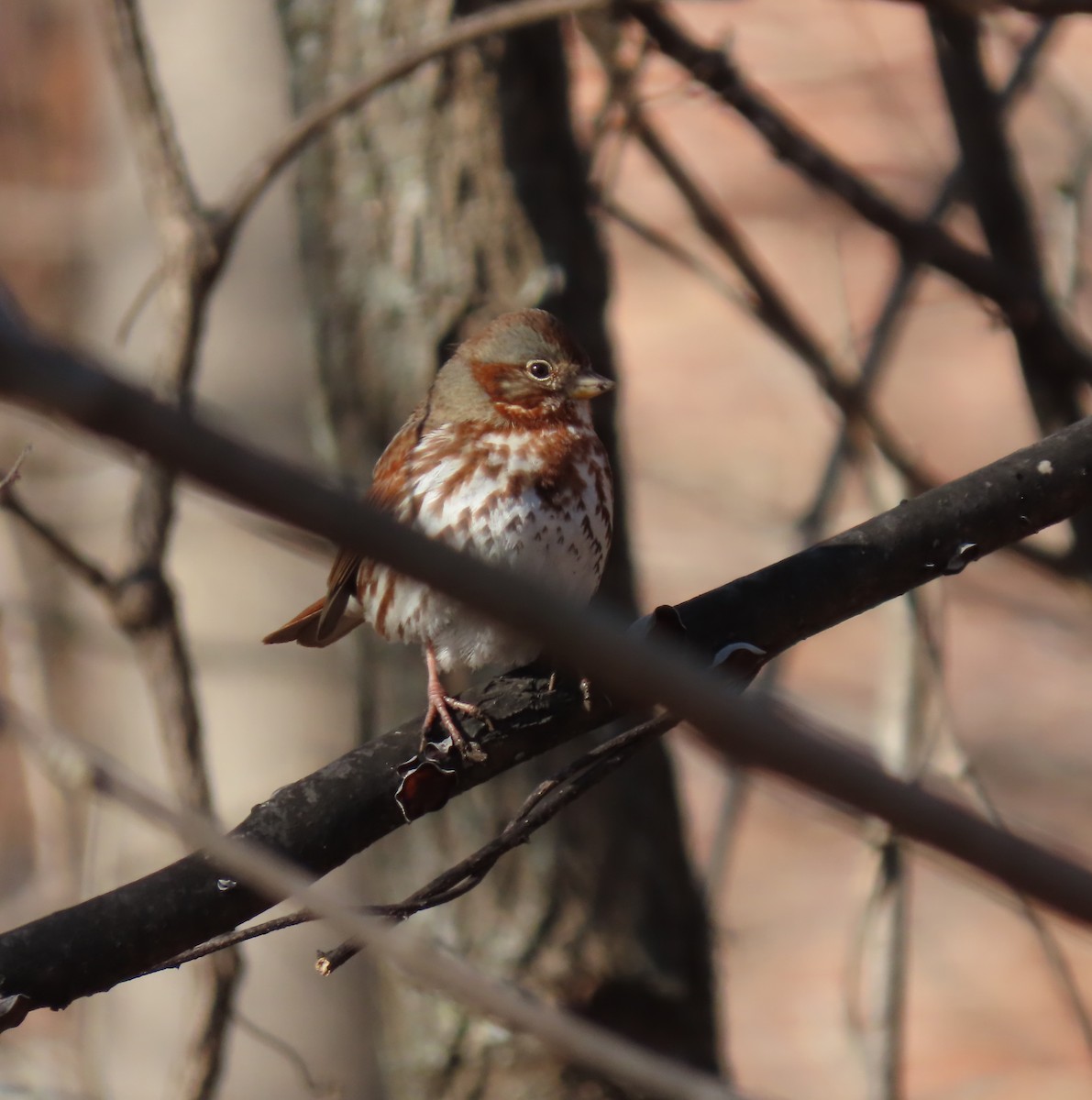 Fox Sparrow - ML630238375